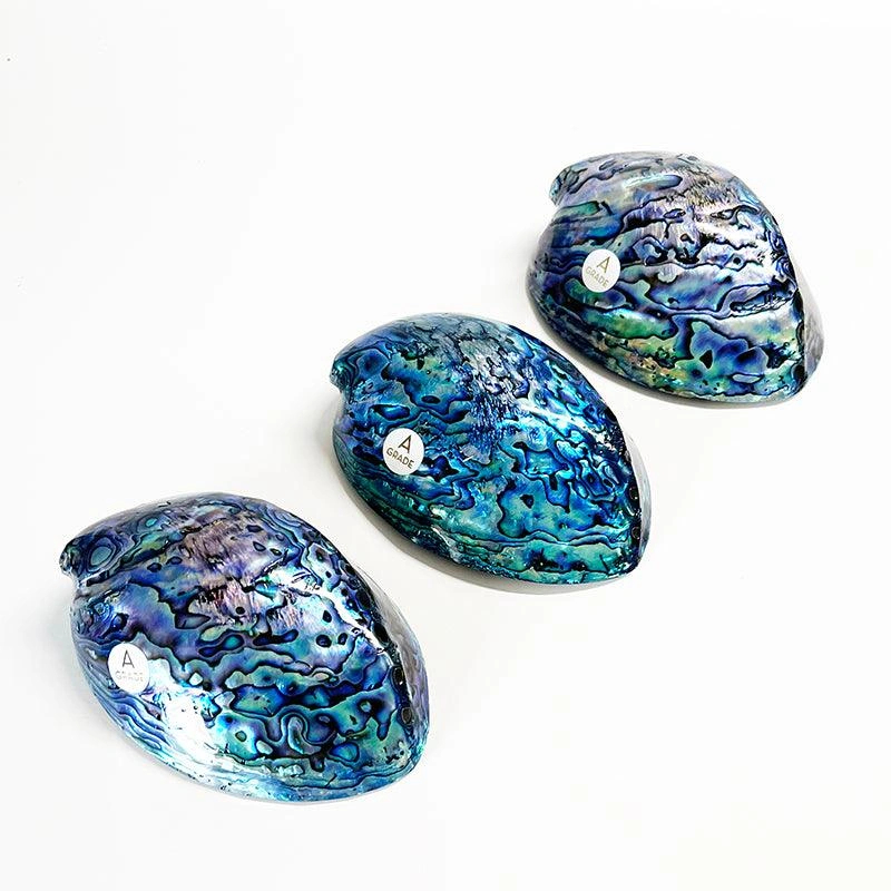 Exquisite 12cm NZ Paua Shell – Stunning A-Grade Beauty for Collectors!